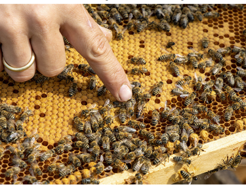 KSR bieten zwei Infoveranstaltungen zum Thema Honigbienen an
