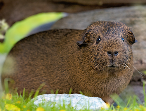 Meerschweinchen